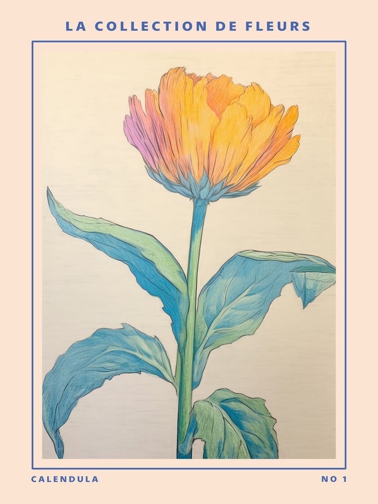 Calendula French Flower Botanical Poster