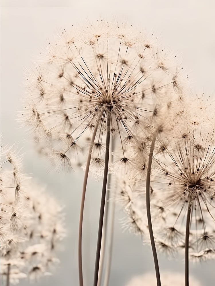 Dandelions 3