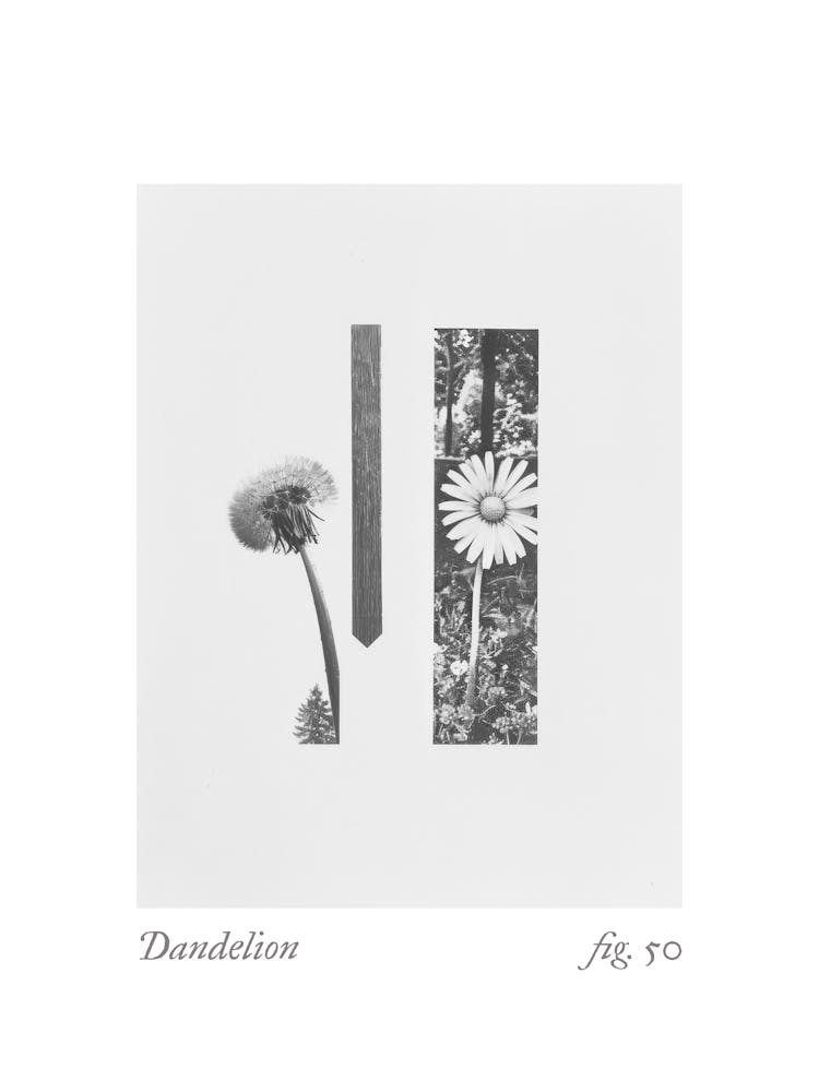 Dandelion Botanical Collage 3