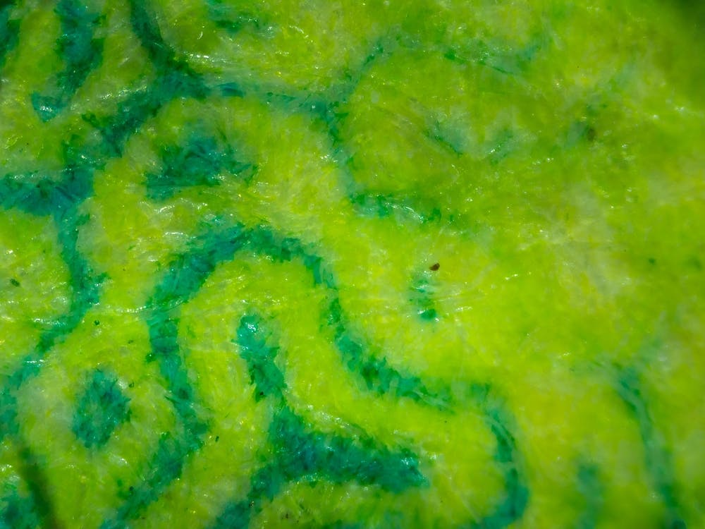 Abstract Green Pattern Fabric Texture On Israeli Money Bill Of 50 Shekel Under The Microscope 2