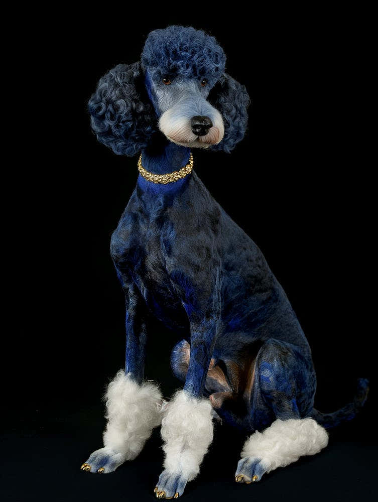 Blue Poodle