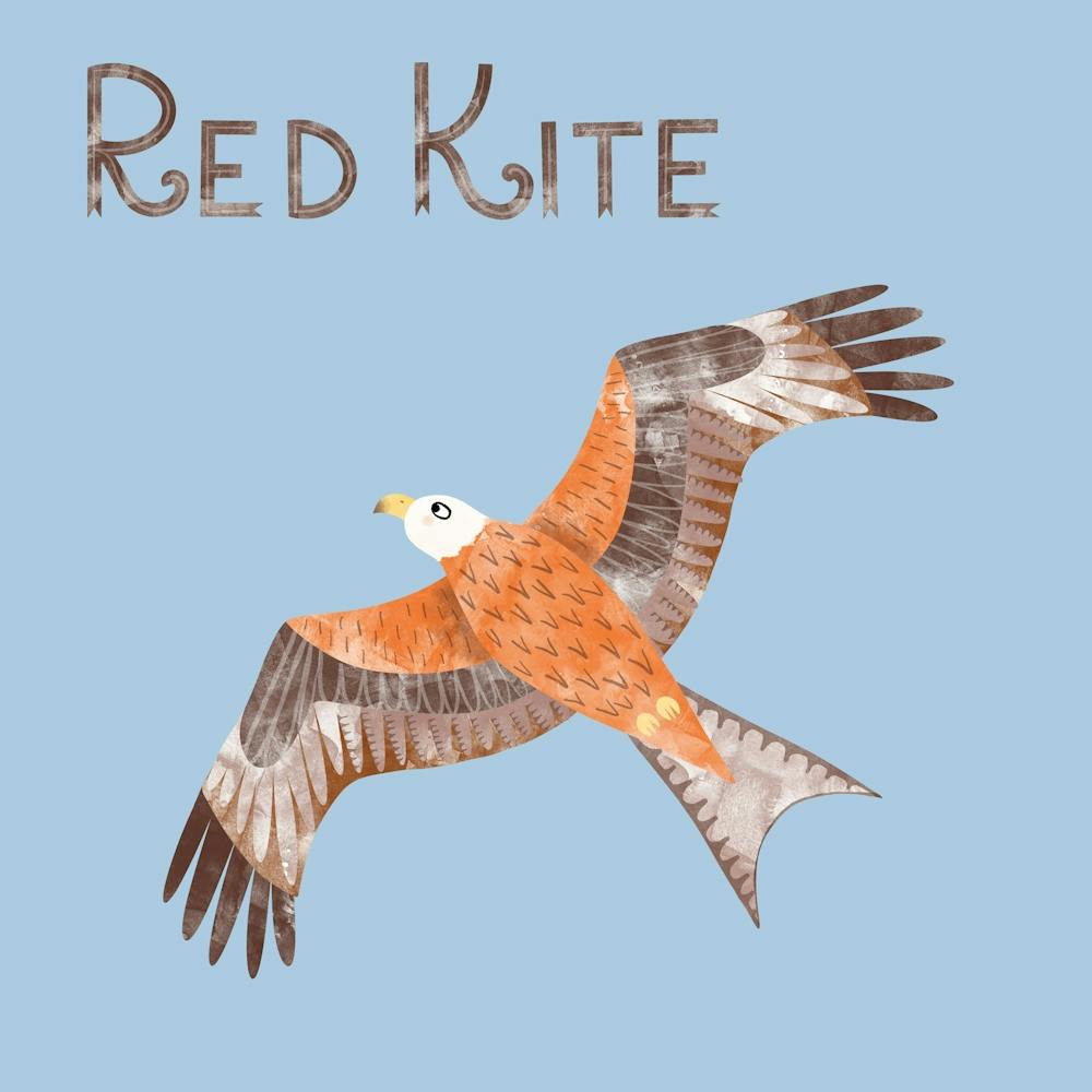 Rotmilan Greifvogel