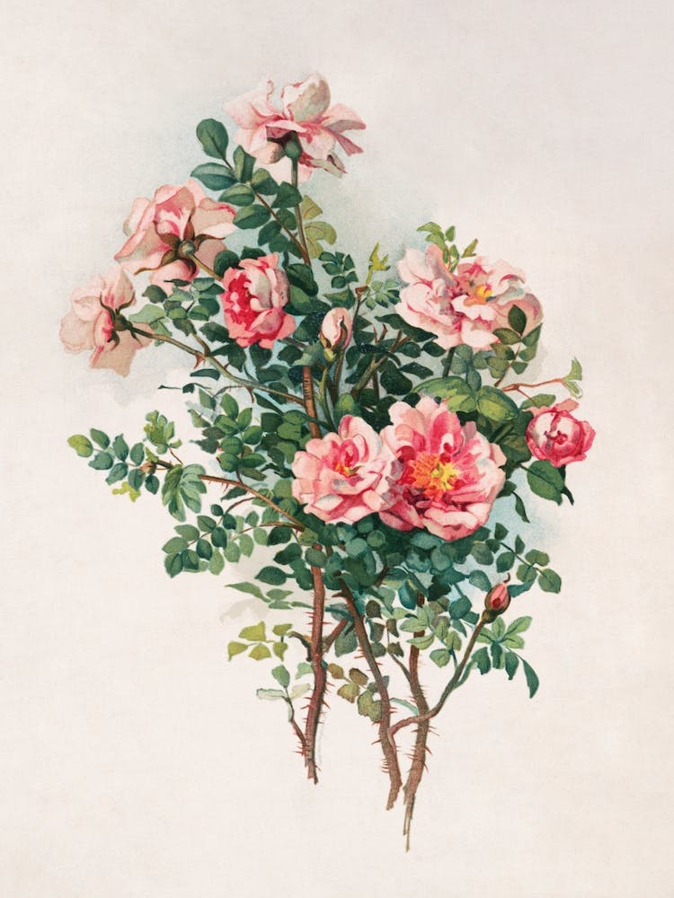 Vintage-Rosen