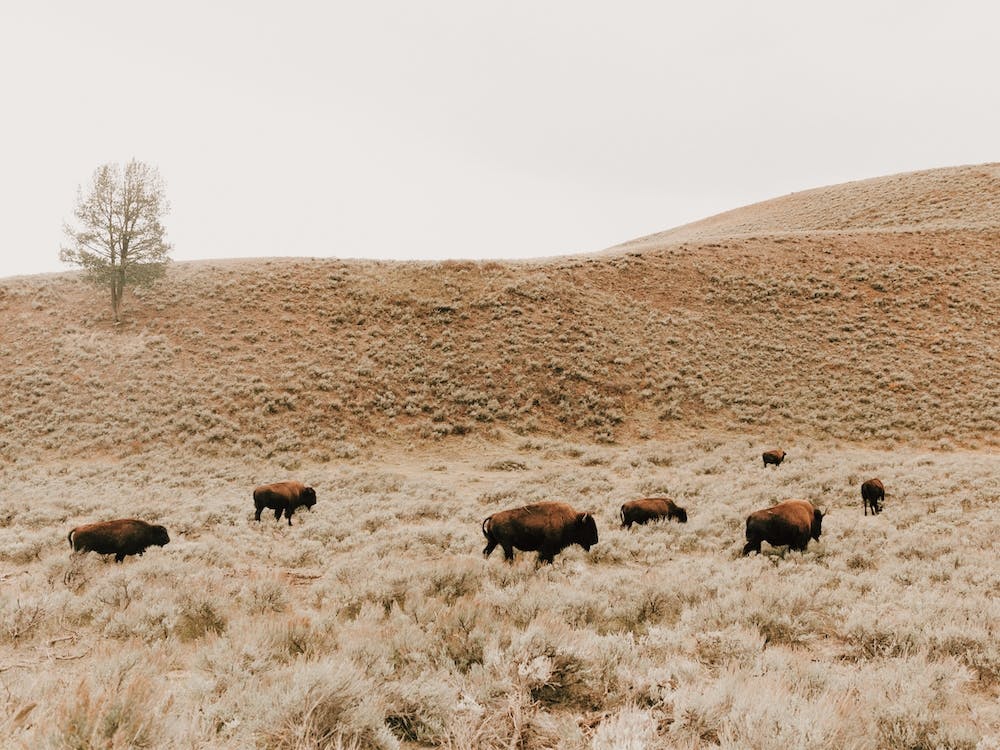 Bison Herd