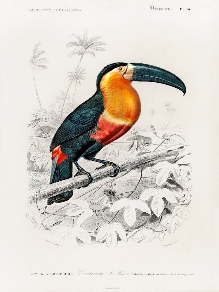 Toucan (Ramphastos), Charles Dessalines D' Orbigny
