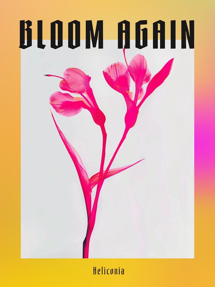 Hot Pink Heliconia 1 Poster
