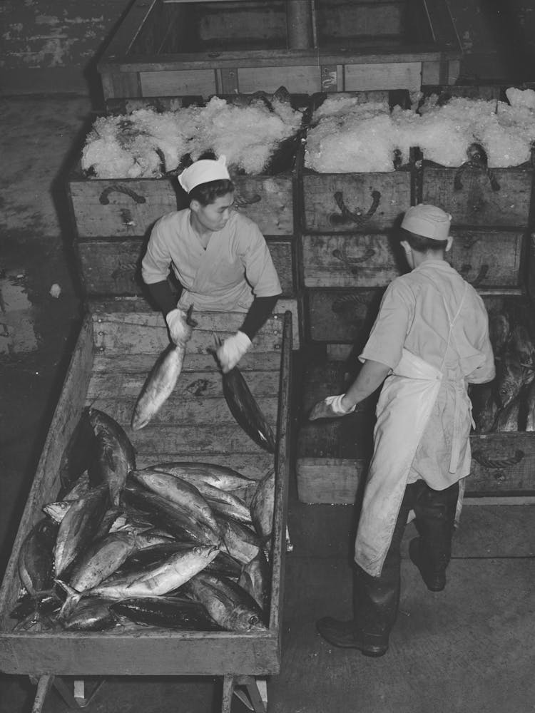 Tuna Being Packed In Ice, Astoria, Oregon By Russell Lee