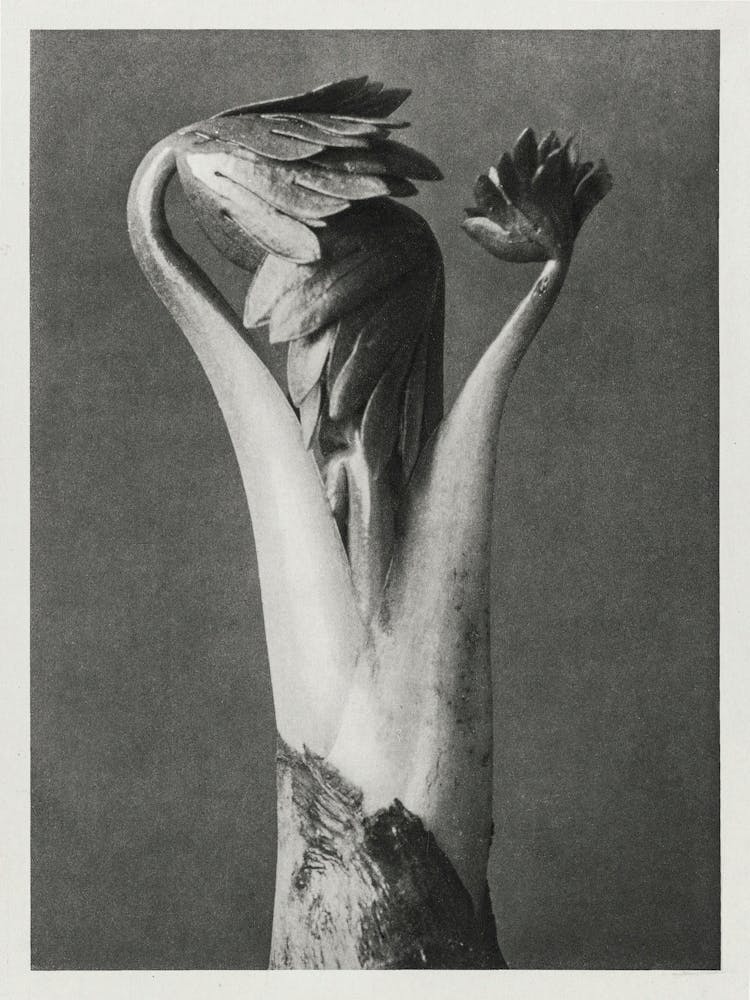 Aconite Or Monk S Hood 1928), Karl Blossfeldt