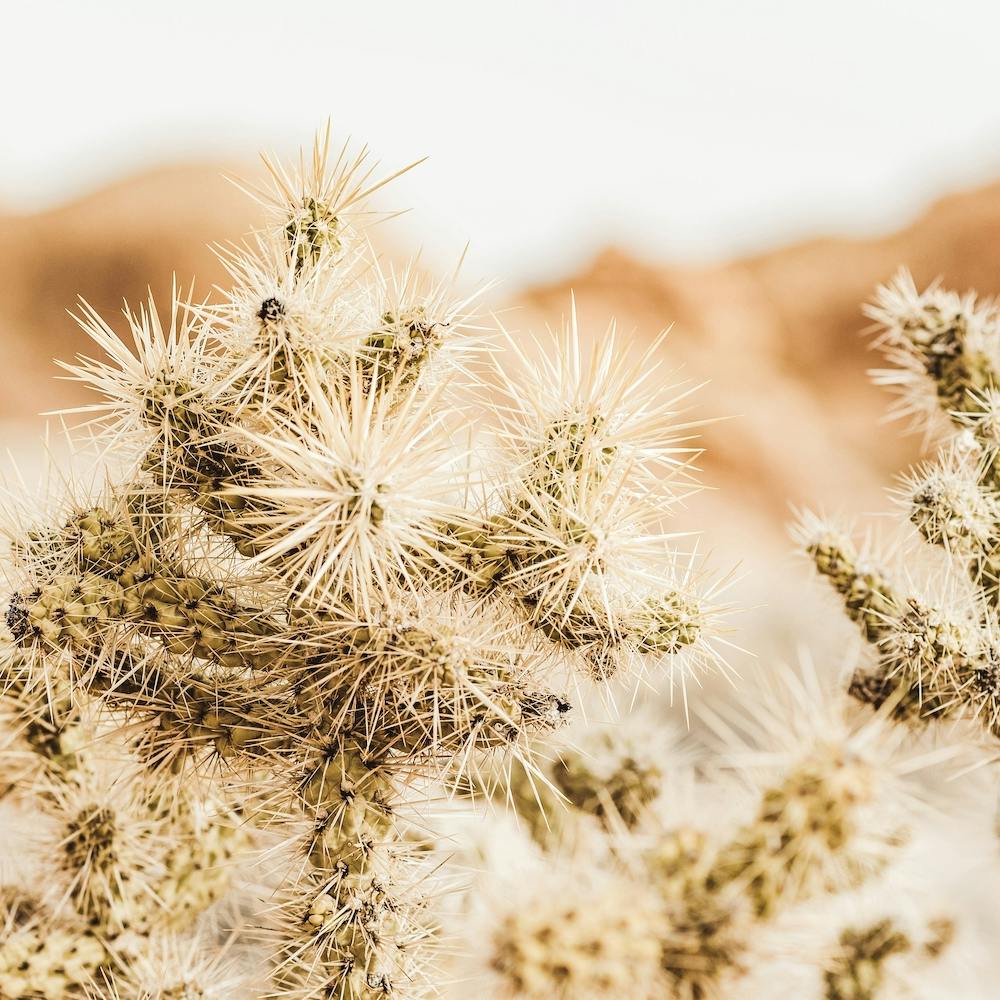Warm Cholla Cactus Square