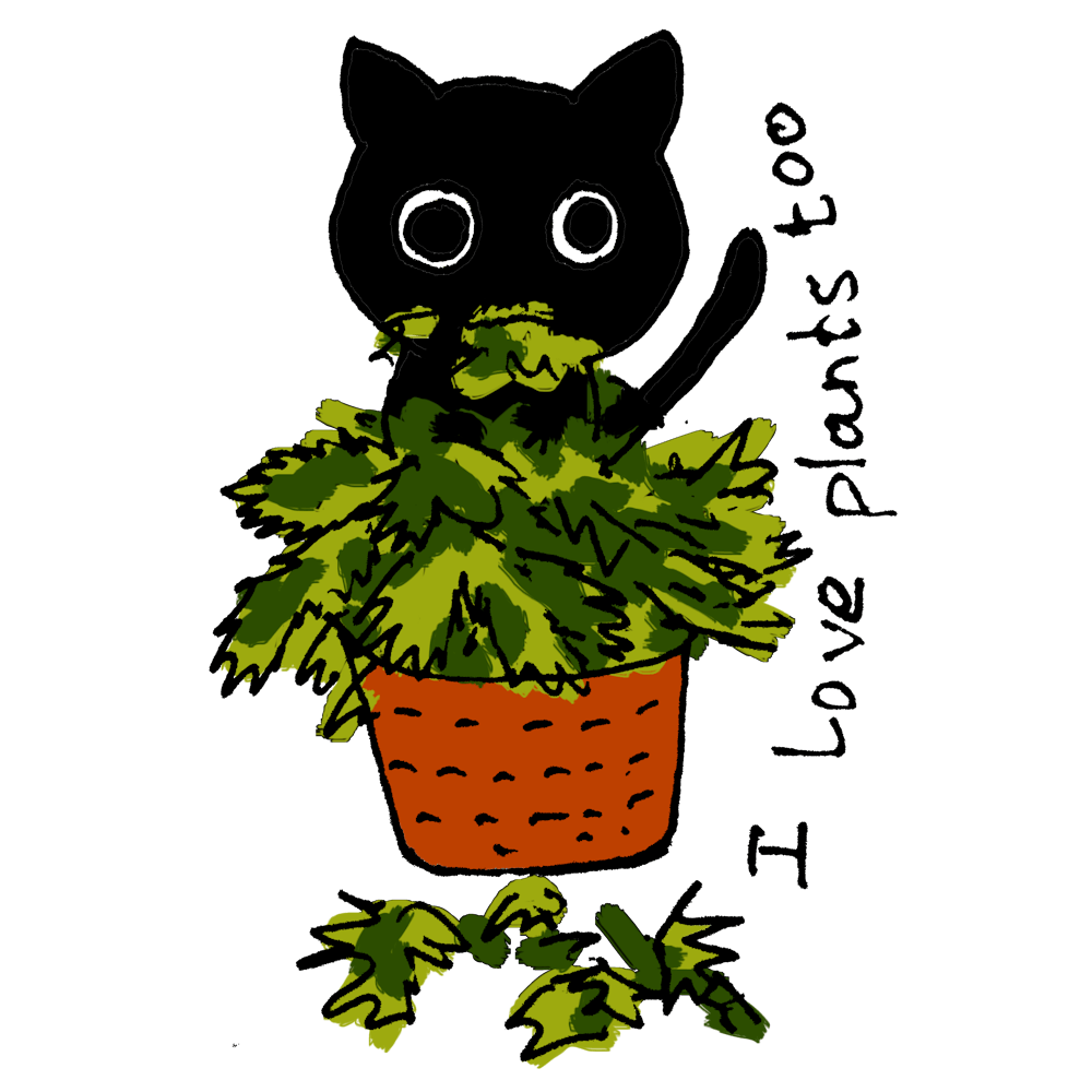 Cat black loves Potted Plant