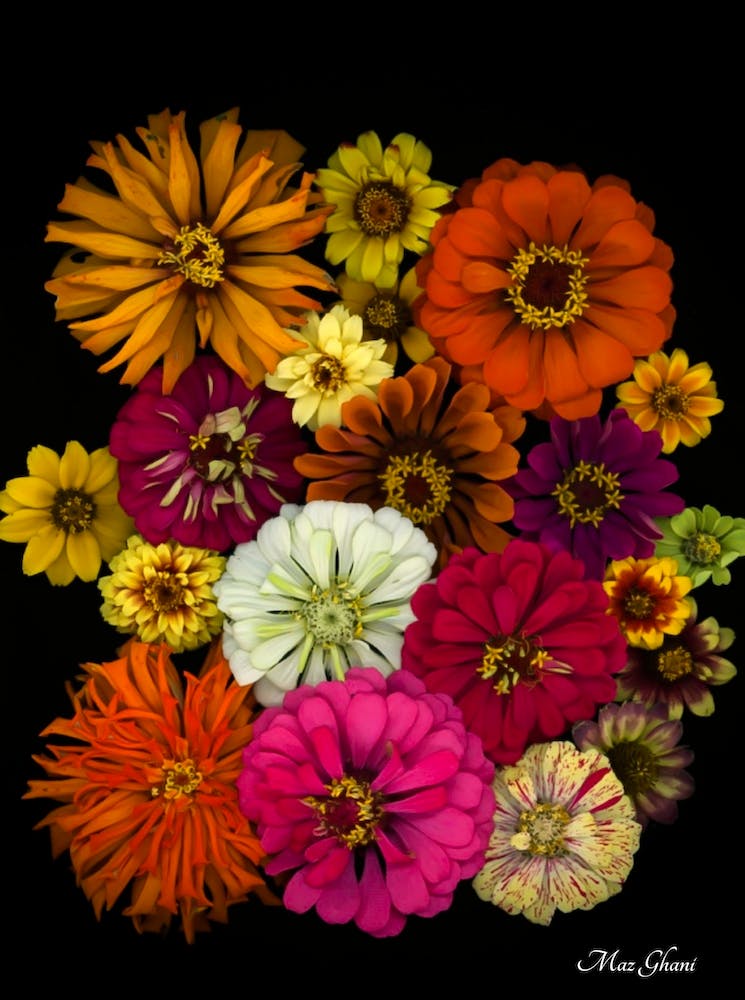 Zinnia Botanical