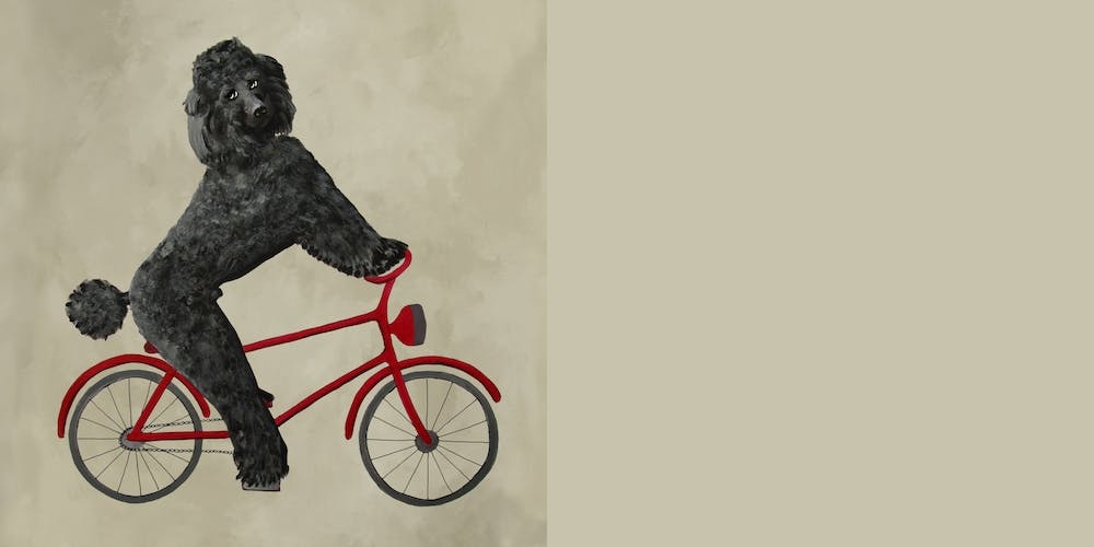 Poodle On Bicycle