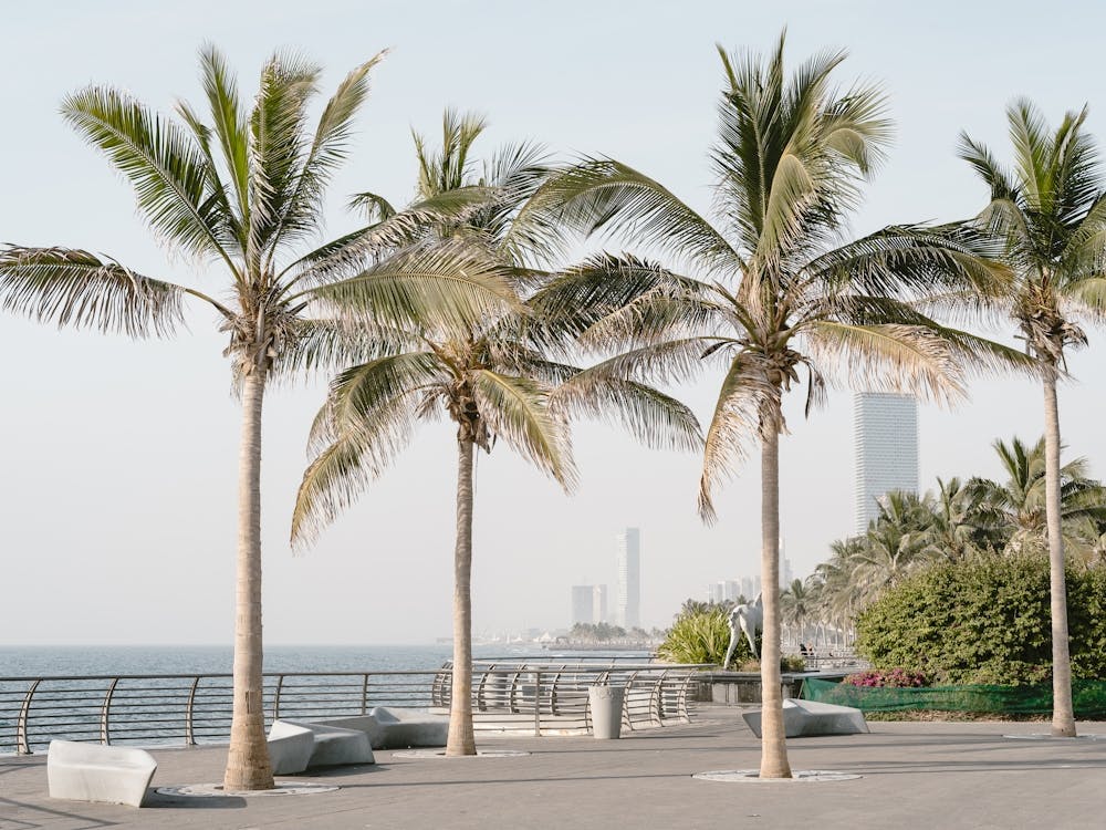 Palm Trees On The Beach In Jeddah