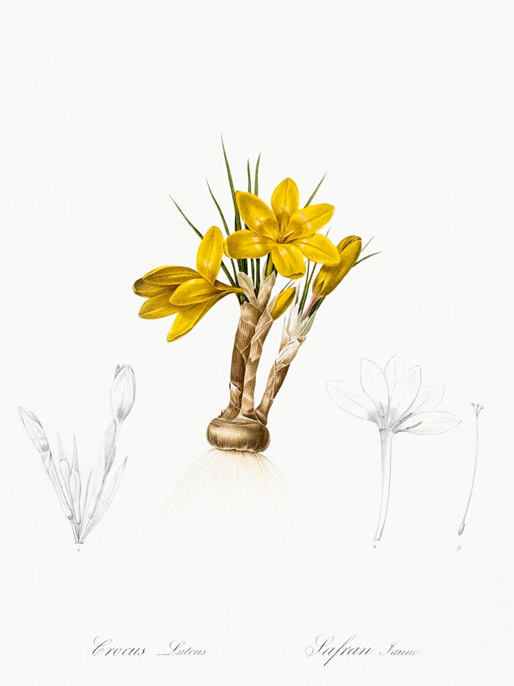 Crocus Luteus, Pierre Joseph Redoute