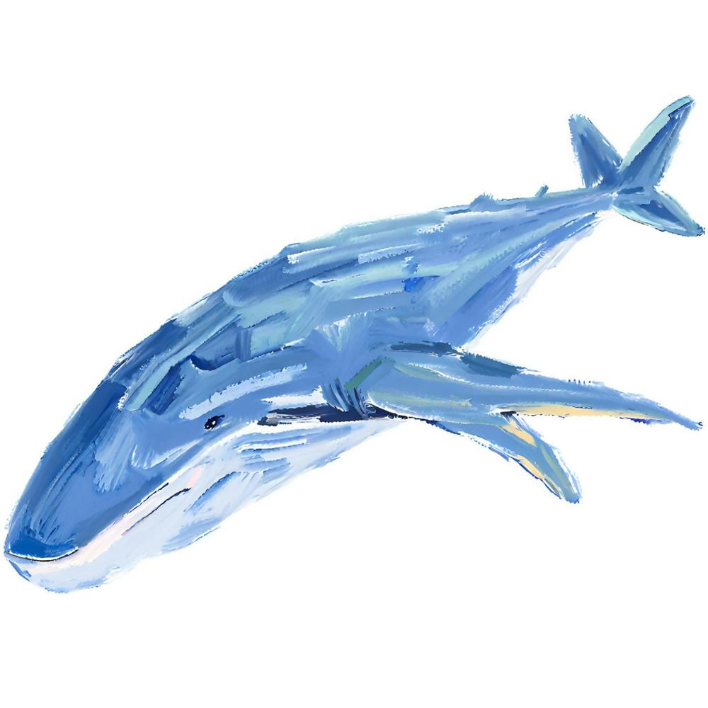 Blue Whale 05