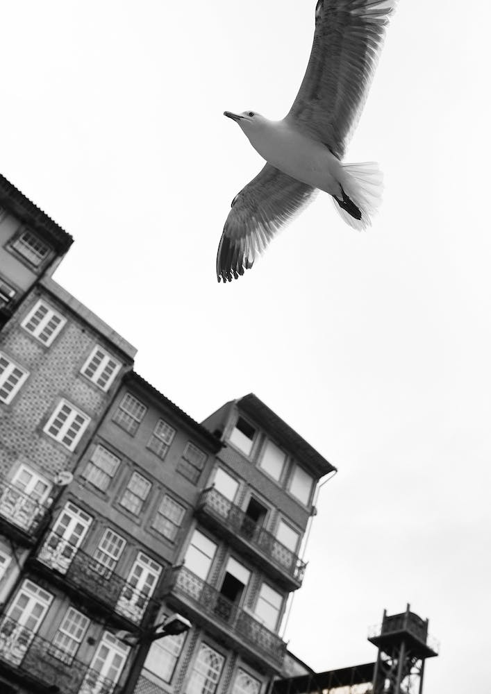 Birds In Porto