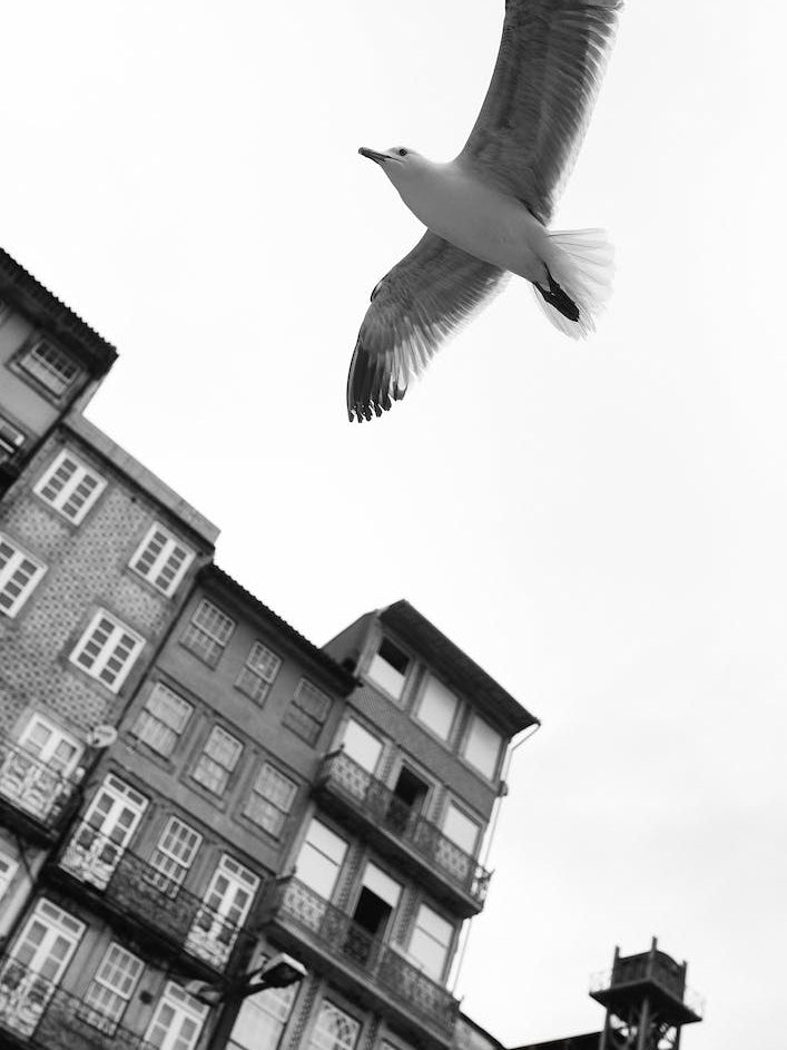 Birds In Porto