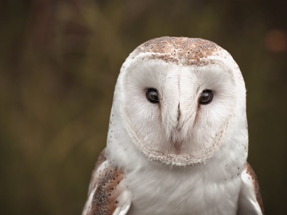 Barn Owl Scenery