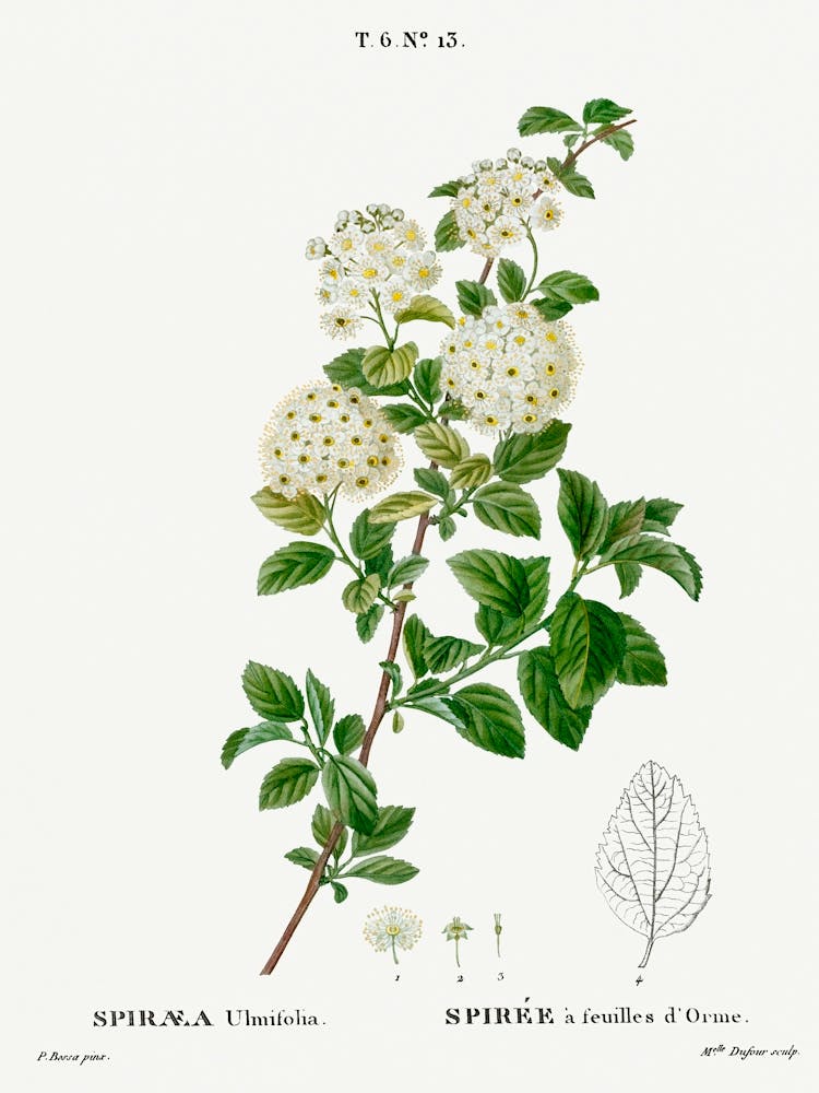 Germander Meadowsweet, Pierre Joseph Redoute