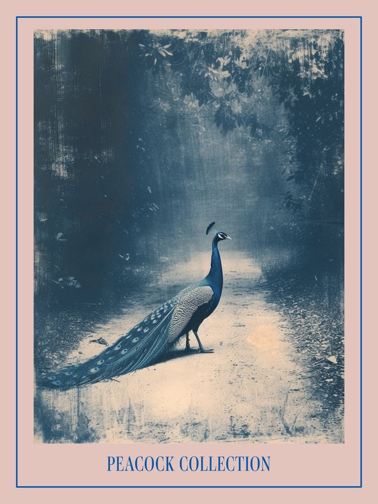 Peacock In The Wild Blue Cyanotype 4 Poster