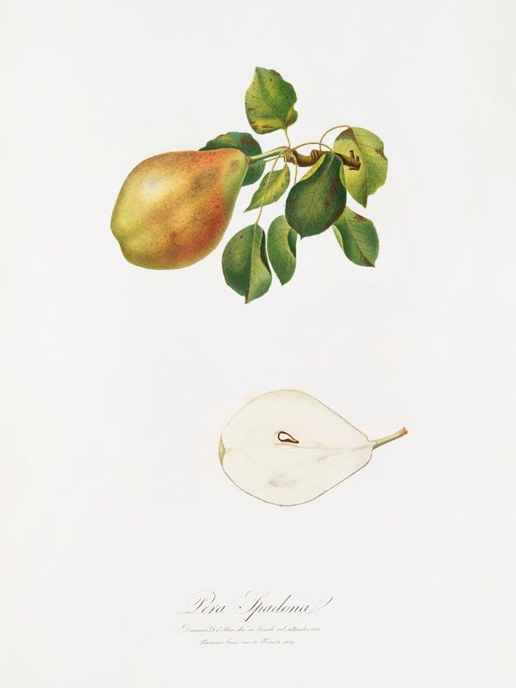 Birne (Pyrus Spaddonia) Aus Pomona Italiana (1817 1839), Giorgio Gallesio