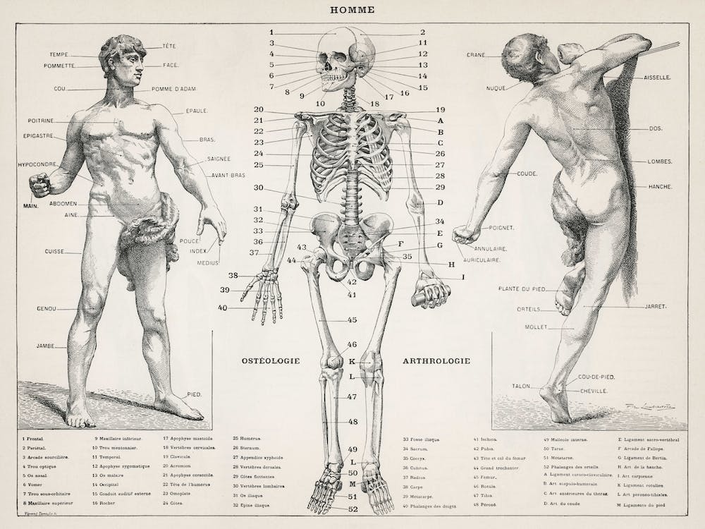 The Human Body