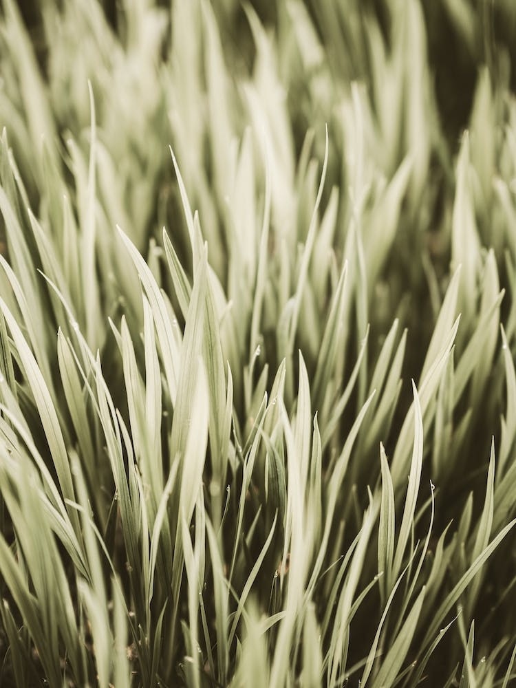Grass Patch