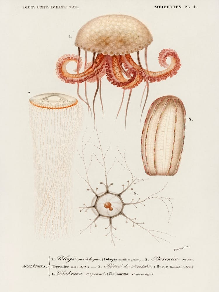 Different Types Of Marine Life, Charles Dessalines D' Orbigny