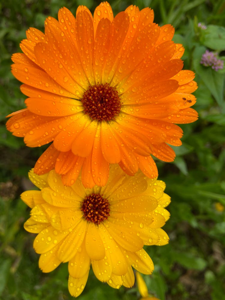 Two Orange Flowers