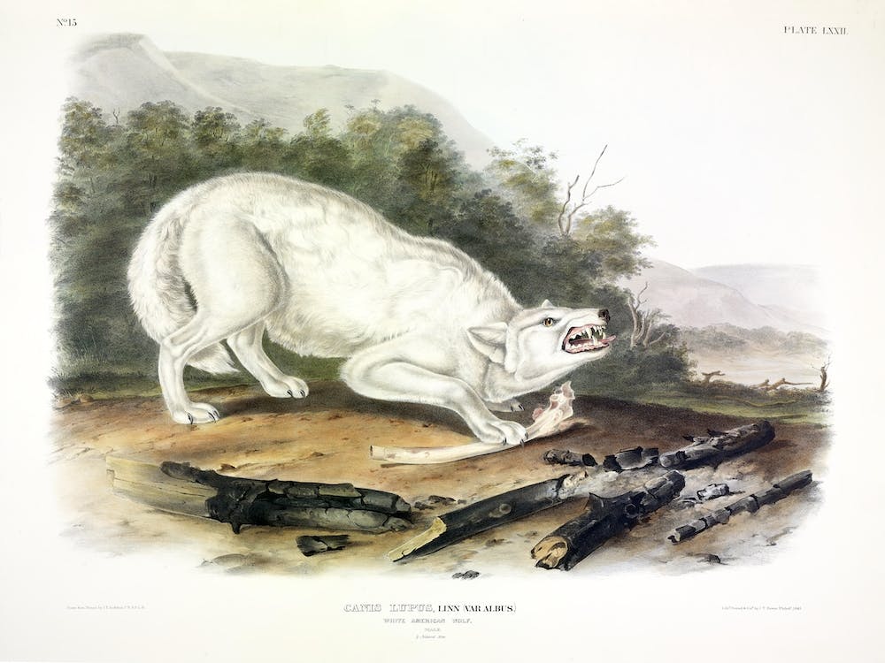  White American Wolf, John James Audubon