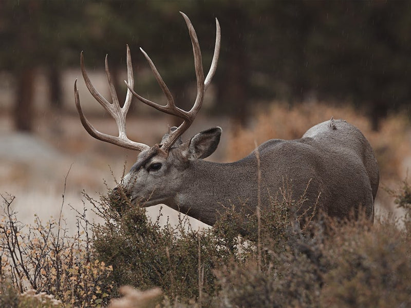 Grazing Mule Deer