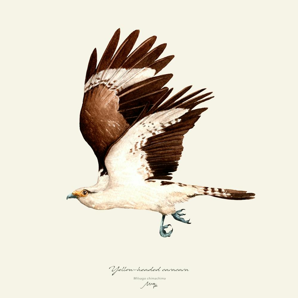 Yellow Headed Caracara