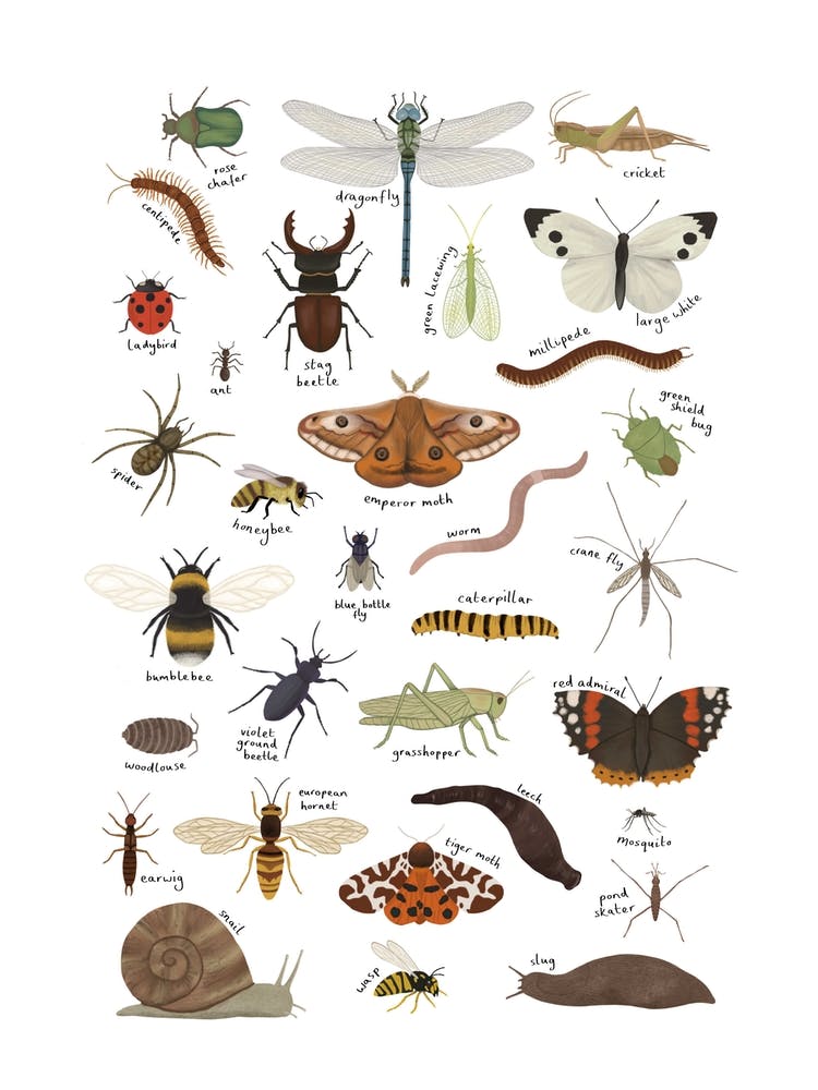 Minibeasts In White