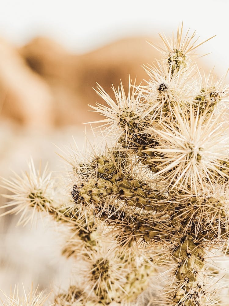 Cholla Cactus Scenery