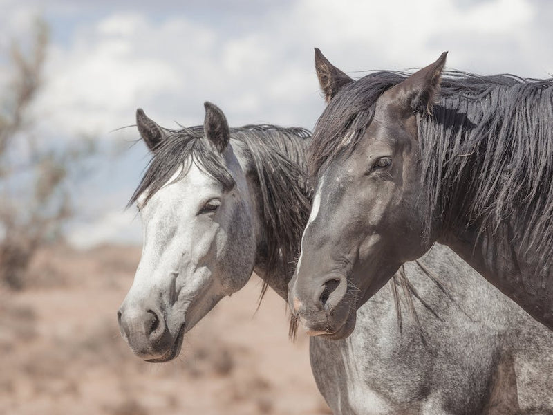 Pair Of Wild Horses
