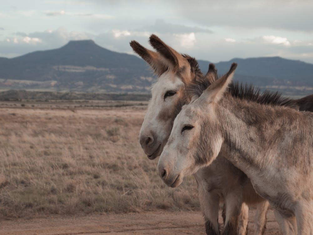 Pair Of Donkeys