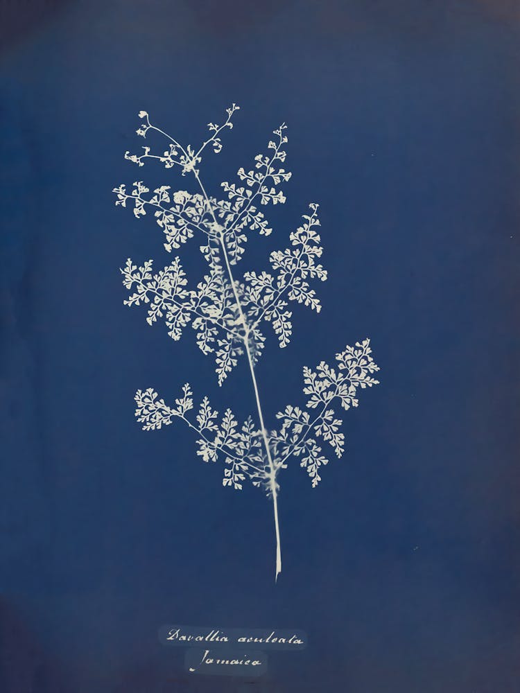 Botanisches einer Pflanze