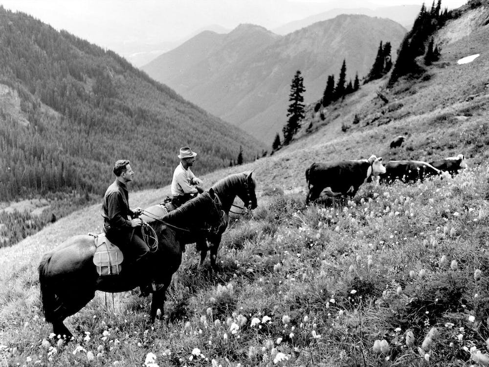 Cattle Grazing Rodeo