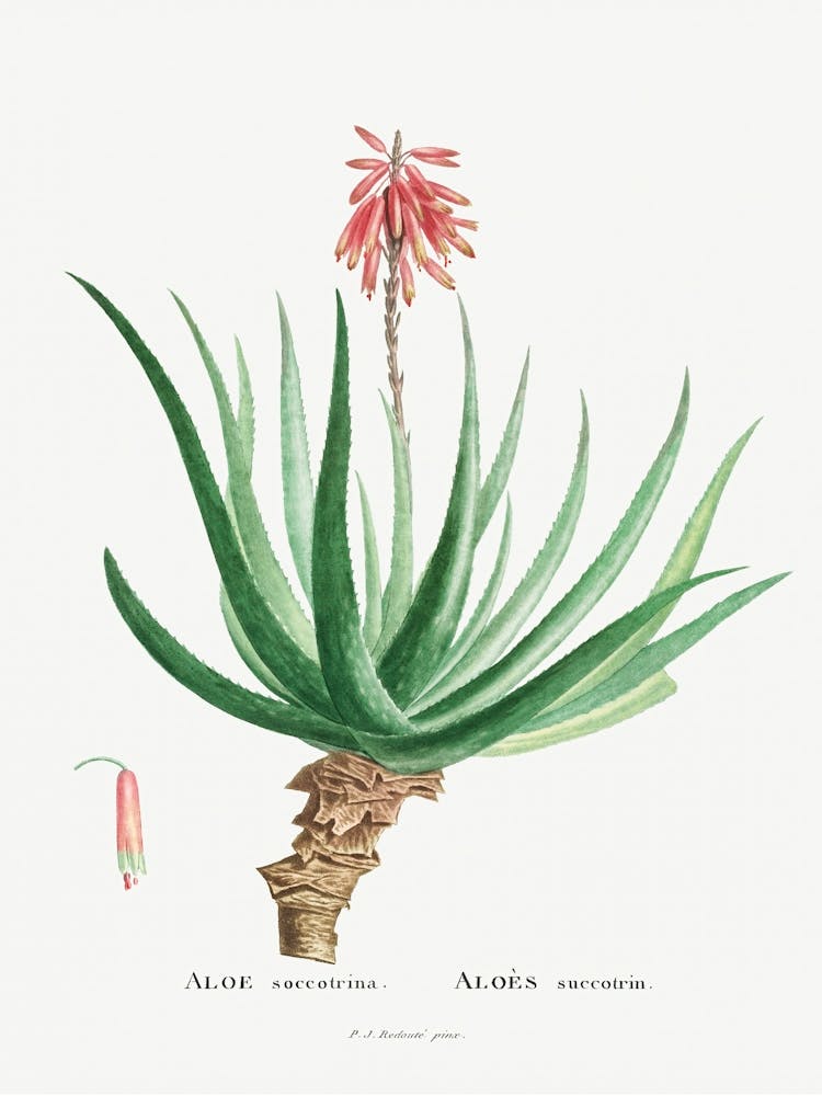 Aloe Socotrina Image From Histoire Des Plantes Grasses (1799), Pierre Joseph Redoute