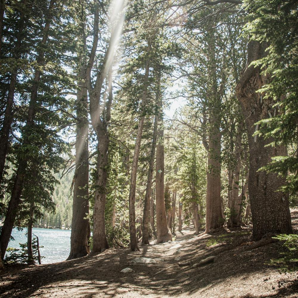 Mcleod Lake Trail Desaturated Square