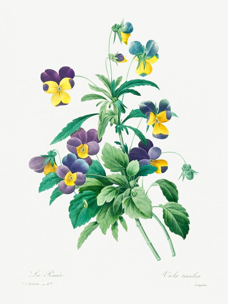 Wild Pansy, Pierre Joseph Redoute