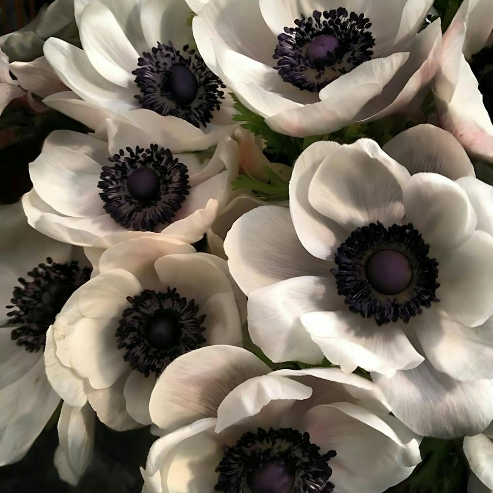 White Anemones