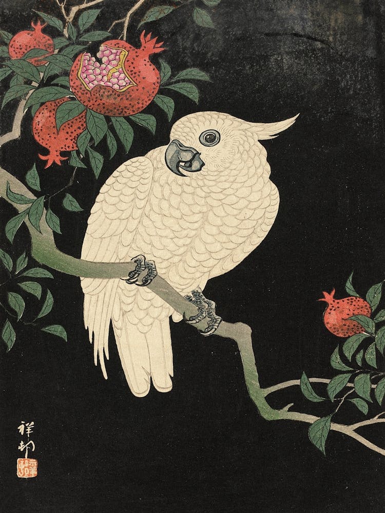 Cockatoo On Pomegranate