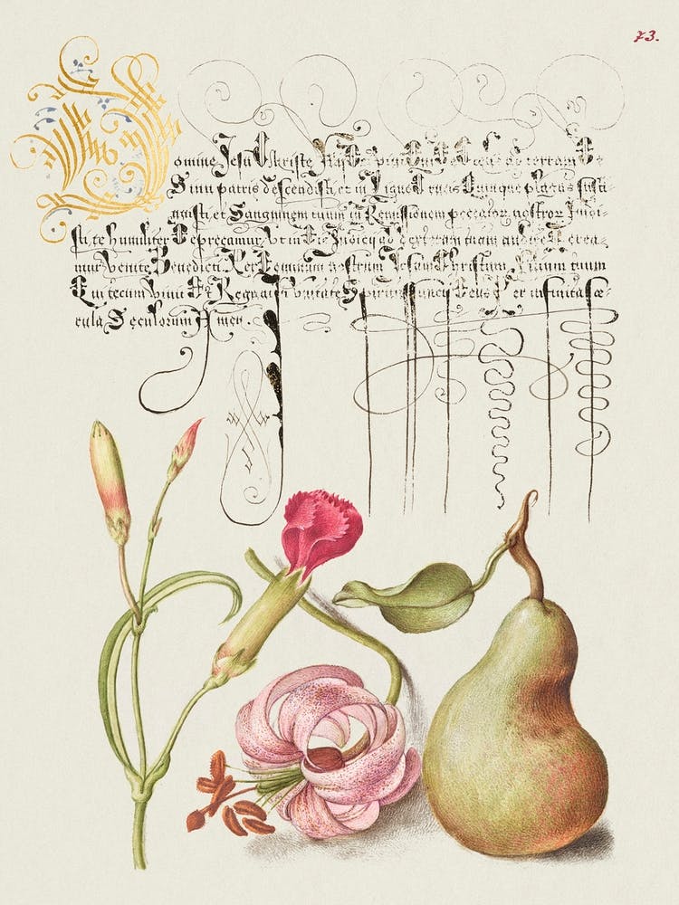 Carnation, Martagon Lily, And Pear From Mira Calligraphiae Monumenta, Joris Hoefnagel
