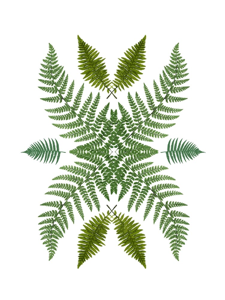 Flowing Ferns