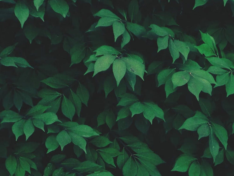 Green Leaves 13