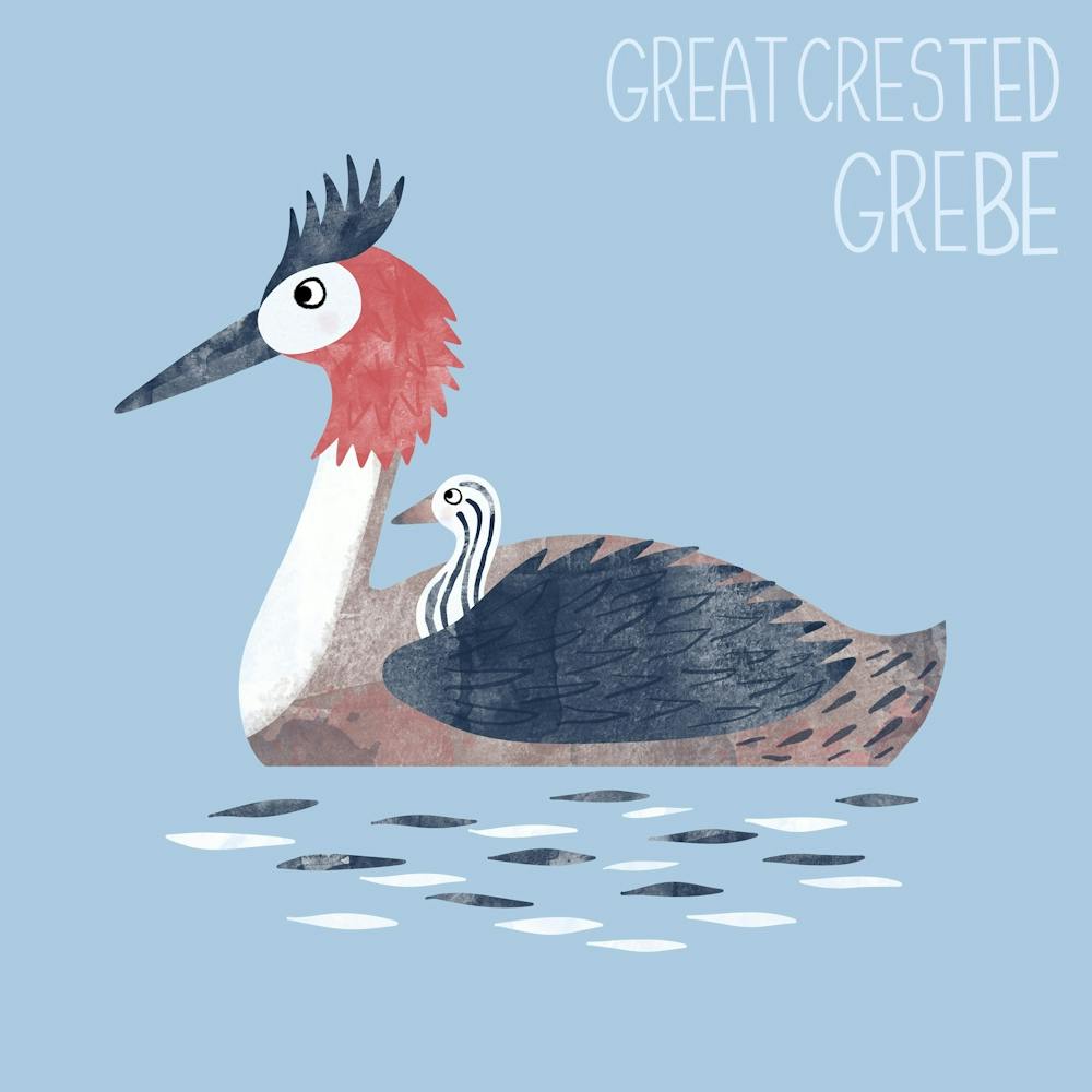 Great Crested Grebe Waterbird