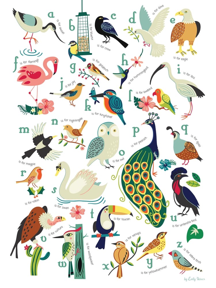 Bird Alphabet