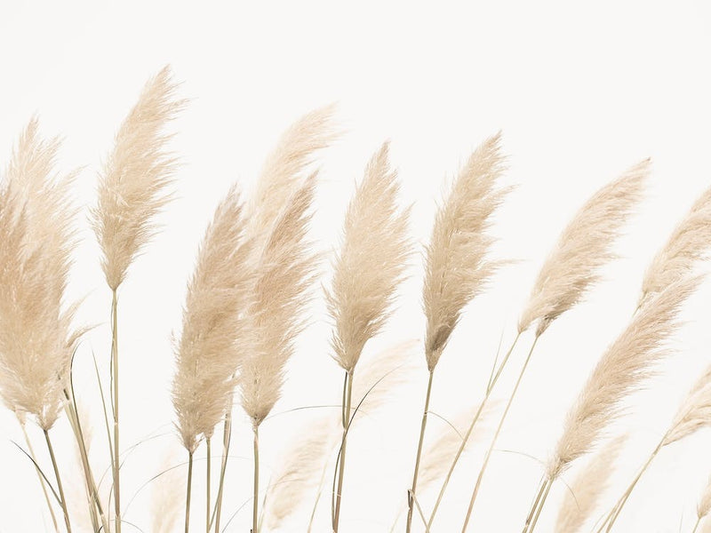 Soft Pampas
