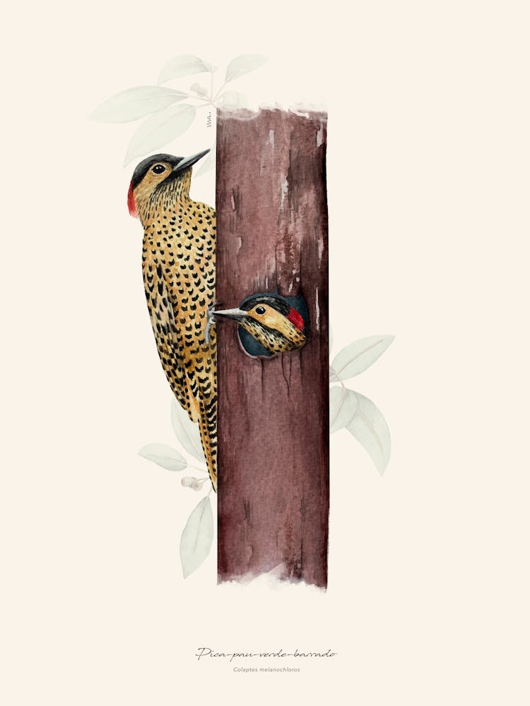 Green-barred woodpecker